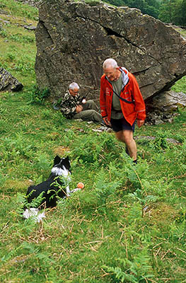 Search and Rescue Dogs Assoc. (Lake District) training session. Search dog trainee Fly, w. handler Mike Hadwin, plays w. toy after finding "body" Geoff Faulkner. Location: ENG, Cumbria , Lakes District N.P., Borrowdale Area, Broadstack Gil (NT). [ref. to #259.158]