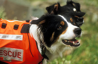 Search and Rescue Dogs Assoc. (Lake District) training session. Veteran search dogs Ginnie (front) and Mist (back). Location: ENG, Cumbria , The Lakes District National Park, Keswick-Borrowdale Area, Broadstack Gil in Borrowdale (NT). [ref. to #259.160]