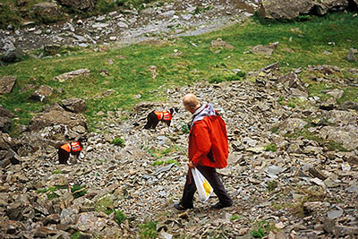 Search and Rescue Dogs Assoc. (Lake District) training session. Handler Mick Guy with search dogs Ginnie and Mist. Location: ENG, Cumbria , Lakes District N.P., Borrowdale Area, Broadstack Gil (NT). [ref. to #259.162]