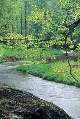 NC: Watauga County, The Blue Ridge, Elk Creek Area, View of Elk Creek flowing through cove forests, covered in new spring leaves [Ask for #260.066.]