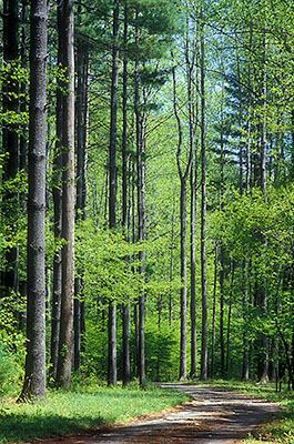 NC: Watauga County, The Blue Ridge, Elk Creek Area, Turtle Island Preserve, The preserve's entrance road, the original Boone Trail (a colonial road over the Blue Ridge made by Boone), passes through a young hardwood forest [Ask for #260.074.]