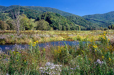 North Carolina: Northern Mountains Region, Ashe County, Jefferson Area, The Three Top Mountains, North Fork New River, Goldenrods and yellow fall wildflowers wave in the breeze, in water meadows, with views towards the New Hope Mountains. [Ask for #260.294.]