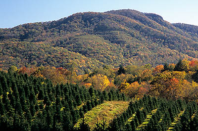 TN: The Northern Mountains Region, Carter County, Upper Doe River Area, Highlands of Roan, Sky Valley, View towards Roan Mountain [Ask for #260.399.]