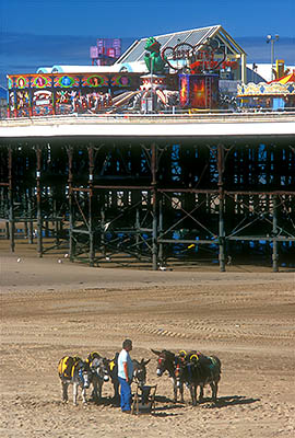 ENG: Manchester-Liverpool Urban Area, Blackpool Borough, The Golden Mile, Central Pier, Donkeys for hire on the low tide sands beneath the pier [Ask for #262.022.]