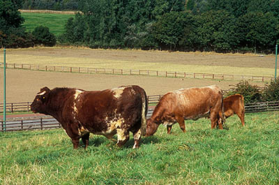 ENG: Northumbria Region, Durham, Beamish, The North of England Open Air Museum, Pockerley Manor, Cattle graze on a hill-top pasture [Ask for #262.318.]