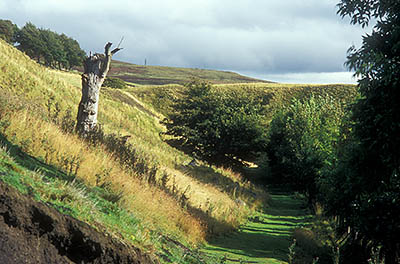 ENG: Northumbria Region, Durham, Stanhope, A public footpath leads past a dead tree into the high moors of the Pennines [Ask for #262.401.]