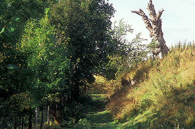 ENG: Northumbria Region, Durham, Stanhope, A public footpath leads past a dead tree into the high moors of the Pennines [Ask for #262.402.]