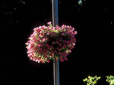 ENG: The Northwest Region, Cumbria, Lake District National Park, Windermere Area, Windermere Town, A hanging basket of petunias in full bloom, mounted on an aluminium lamp post [Ask for #262.407.]