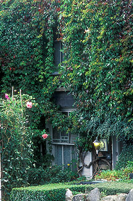 ENG: The Northwest Region, Cumbria, Lake District National Park, Windermere Area, Windermere Town, A terrace house in town center, made of native slate and covered with ivy and roses in bloom, displays a bed and breakfast sign [Ask for #262.411.]