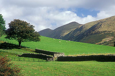 ENG: The Northwest Region, Cumbria, Lake District National Park, Central Lakes Area, Troutbeck, View across hilltop meadows, with dry laid stone walls and grazing sheep, towards the mountains (fells) known as Bell and Froswick [Ask for #262.423.]