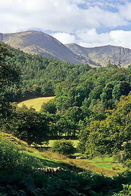 ENG: The Northwest Region, Cumbria, Lake District National Park, Central Lakes Area, Great Langdale, View over a rich valley, filled with forests and meadows, to the cliff bound mountains of Side Pike [Ask for #262.430.]