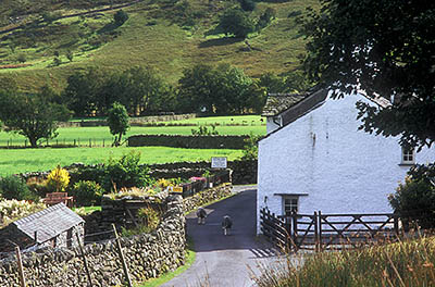 ENG: The Northwest Region, Cumbria, Lake District National Park, Central Lakes Area, Little Langdale, Sheep walk up the middle of the lane that leads to Wrynose Pass, as it goes between the whitewashed stone farm house and barn of Fell Foot Farm, a B and B [Ask for #262.443.]