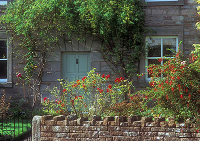 ENG: The Northwest Region, Cumbria, The Eden Valley, Penrith, Greystoke Village, Roses in the front garden of an 18th C. house built of local stone; rose vines cover the wall around the front door [Ask for #262.450.]