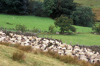 ENG: The Northwest Region, Cumbria, Lake District National Park, Skiddaw Fells, Mungrisdale, Blencathra Area, Sheep are corralled between the dry laid stone walls of a farm lane outside the village, at the foot of Blencathra. [Ask for #262.460.]