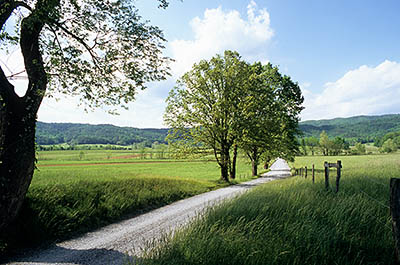 TN: Blount County, Great Smoky Mountains Nat. Park, Cades Cove, Hyatt Lane, Spring view across gravel surfaced tree-lined lane towards the cove and the Great Smoky Mountains [Ask for #264.028.]