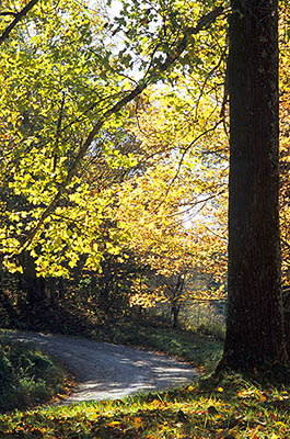 VA: Southern Mountains Region, Carroll County, The Blue Ridge Parkway, Stewarts Creek Area, Coleman Lane, MP 209, Gravel lane winds through forest in autumn colors, just off the parkway [Ask for #265.001.]