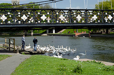 ENG: West Midlands Region, Staffordshire, The Trent Valley, Burton-on-Trent, Trent River, Stapenhill Viaduct, in the Trent Washlands; feeding the swans in the River Trent [Ask for #270.009.]