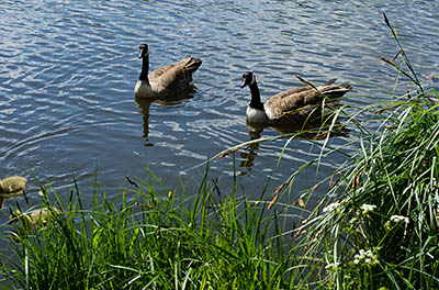 ENG: East Midlands Region, Leicestershire, Leicester Area, Leicester City, Kirby Muxloe Castle (EH), Geese in the moat [Ask for #270.032.]