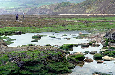 ENG: Yorkshire & Humberside Region, North Yorkshire, North Yorkshire Coast, Sea Cliffs, Robin Hood's Bay, The bay and cliffs, near the village, at low tide [Ask for #270.082.]