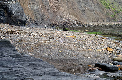 ENG: Yorkshire & Humberside Region, North Yorkshire, North Yorkshire Coast, Sea Cliffs, Robin Hood's Bay, The bay and cliffs, near the village, at low tide. [Ask for #270.084.]