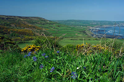 ENG: Yorkshire & Humberside Region, North Yorkshire, North Yorkshire Coast, Sea Cliffs, Ravenscar, Spring wildflowers frame a view of Robin Hoods Bay [Ask for #270.128.]