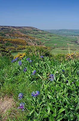 ENG: Yorkshire & Humberside Region, North Yorkshire, North Yorkshire Coast, Sea Cliffs, Ravenscar, Spring wildflowers frame a view of Robin Hoods Bay [Ask for #270.129.]