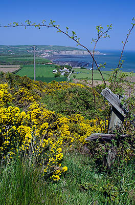 ENG: Yorkshire & Humberside Region, North Yorkshire, North Yorkshire Coast, Sea Cliffs, Ravenscar, View of Robin Hoods Bay [Ask for #270.132.]