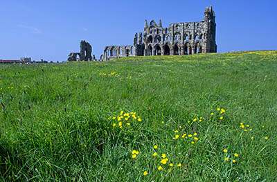 ENG: Yorkshire & Humberside Region, North Yorkshire, North Yorkshire Coast, Whitby, Whitby Abbey (EH), 11th c. monastery, viewed over meadow [Ask for #270.136.]