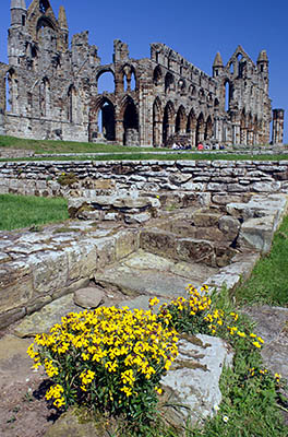 ENG: Yorkshire & Humberside Region, North Yorkshire, North Yorkshire Coast, Whitby, Whitby Abbey (EH), Ruinous 11th c. monastery [Ask for #270.146.]