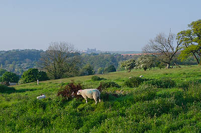 ENG: Yorkshire & Humberside Region, North Yorkshire, North Yorkshire Coast, Whitby, Ruswarp, Sheep graze in meadows above the River Esk, with Whitby Abbey in the background [Ask for #270.213.]