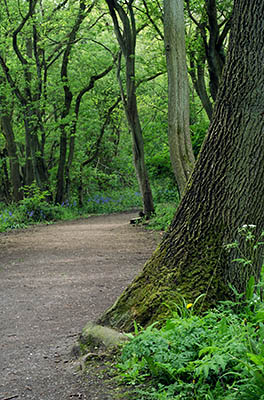 ENG: East Midlands Region, Leicestershire, Western Leicestershire, Shenton, Bosworth Battlefield Heritage Centre, A path through the forest in the battlefield park. [Ask for #270.251.]