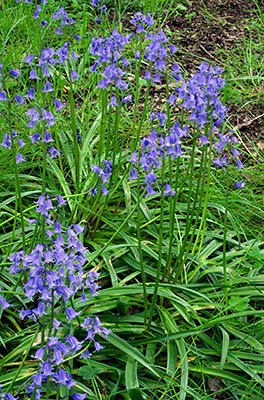 ENG: East Midlands Region, Leicestershire, Western Leicestershire, Shenton, Bosworth Battlefield Heritage Centre, Bluebells along a path through the forest in the battlefield park. [Ask for #270.252.]