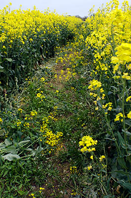 ENG: East Midlands Region, Leicestershire, Western Leicestershire, Shenton, Fenn Lane, Bothworth Field battle site, A footpath leads through rape seed fields in bloom at the exact site of Bosworth Fields [Ask for #270.261.]