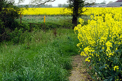 ENG: East Midlands Region, Leicestershire, Western Leicestershire, Shenton, Fenn Lane, Bothworth Field battle site, A foot bridge crosses a stream at the spot where Richard III and his troops were enmired and killed at the Battle of Bosworth Fields [Ask for #270.263.]