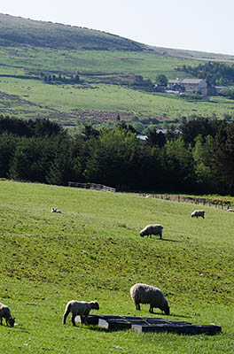 ENG: The Northwest Region, Lancashire, The Pennines, Blackburn-with-Darwen, Moorlands, View over sheep-grazed moors [Ask for #270.288.]