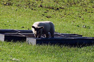 ENG: The Northwest Region, Lancashire, The Pennines, Blackburn-with-Darwen, Moorlands, Sheep drinks from a trough [Ask for #270.289.]