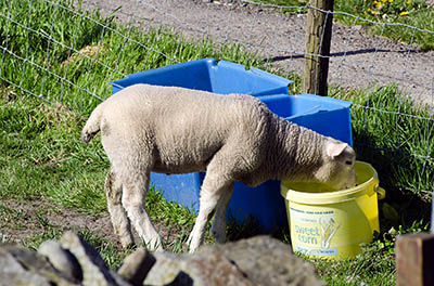 ENG: The Northwest Region, Lancashire, The Pennines, Blackburn-with-Darwen, Moorlands, Lamb drinks from a bucket [Ask for #270.290.]