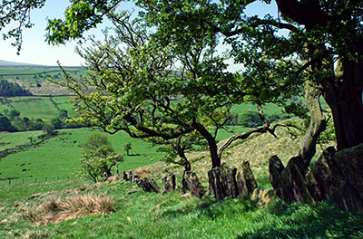 ENG: The Northwest Region, Lancashire, The Pennines, Pendle, Wycoller Country Park, Moorland at the site of the Atom Panopticon, with ruinous flagstone wall [Ask for #270.296.]