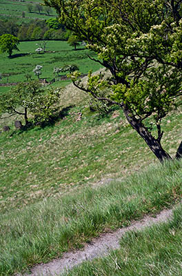 ENG: The Northwest Region, Lancashire, The Pennines, Pendle, Wycoller Country Park, Moorland path at the Atom Panopticon, with ruinous flagstone wall [Ask for #270.303.]