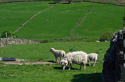 ENG: Yorkshire & Humberside Region, West Yorkshire, Bradford Borough, Haworth, Haworth Moors, Sheep graze a stone-walled pasture just beneath the high moors [Ask for #270.325.]