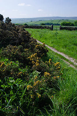 ENG: Yorkshire & Humberside Region, West Yorkshire, Calderdale Borough, Hebden Bridge, Haworth Moors, View over the moors; a farm track runs from hedged farmlands to wild moors [Ask for #270.401.]