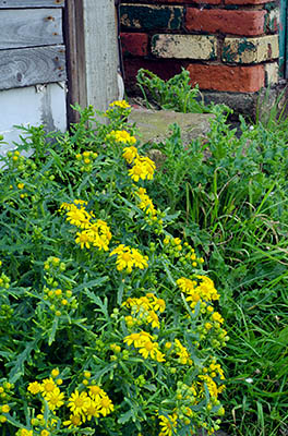 ENG: Yorkshire & Humberside Region, North Yorkshire, North Yorkshire Coast, Skinningrove, Spring wildflowers by a fisherman's shack at the village harbor [Ask for #270.451.]