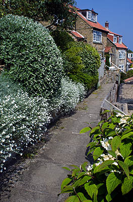 ENG: Yorkshire & Humberside Region, North Yorkshire, North Yorkshire Coast, Sea Cliffs, Runswick Bay, Old fishing village terraces up from the cliff foot; paths, not roads, serve these cottages [Ask for #270.469.]