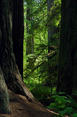 CA: North Coast Region, Humboldt County, The Redwood Coast, Redwood National Park, Newton B. Drury Scenic Parkway, Redwood forest along the roadside [Ask for #271.087.]