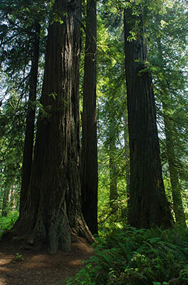 CA: North Coast Region, Humboldt County, The Redwood Coast, Redwood National Park, Newton B. Drury Scenic Parkway, Redwood forest along the roadside [Ask for #271.088.]