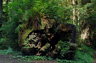 CA: North Coast Region, Humboldt County, The Redwood Coast, Redwood National Park, Newton B. Drury Scenic Parkway, Redwood forest along the roadside [Ask for #271.089.]