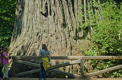 CA: North Coast Region, Humboldt County, The Redwood Coast, Redwood National Park, Newton B. Drury Scenic Parkway, Big Tree Wayside. [Ask for #271.091.]