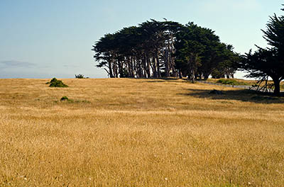 CA: North Coast Region, Humboldt County, Humboldt Bay Area, Humbolt Bay Area, Table Bluff, A country lane passes through meadows and a grove of trees at the top of the bluff. [Ask for #271.103.]