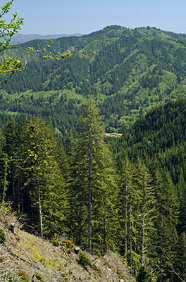 OR: South Coast Region, Coos County, Coast Range, Elliott State Forest, Southwestern Quadrant, FR 3000, Good gravel road gives access to this actively logged state forest, here giving a wide view from a replanted clear cut [Ask for #274.165.]