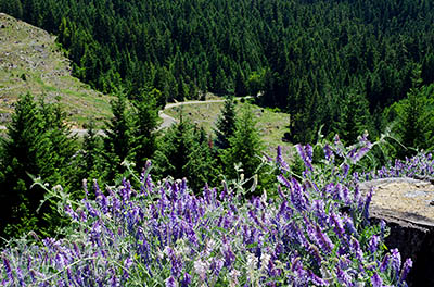 OR: South Coast Region, Douglas County, Coast Range, Burnt Ridge [BLM], Coastal Divide, Wildflowers frame a clearcut view off the divide with paved Burnt Ridge Road in meadows below [Ask for #274.292.]